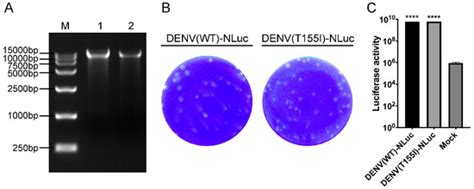Construction of a Dengue NanoLuc Reporter Virus for In Vivo Live ...