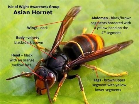 Image result for API Format Essay Header