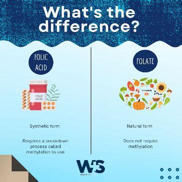 Image result for Folate DNA Synthesis