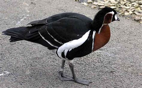 Birds of India - Red-breasted Goose - Branta ruficollis - Anatidae ...