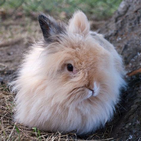 Grooming Long-Haired Rabbits