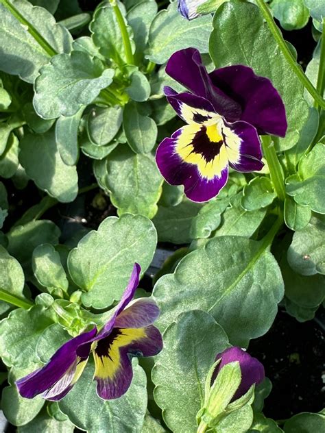 The Hanover Plant Farm Nursery and Garden Center – Hanover Vegetable Farm