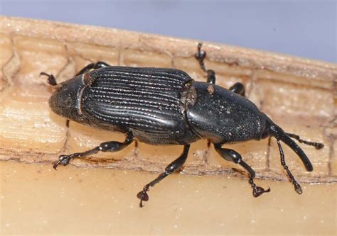 Insect Pests
