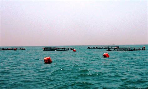 Marine Finfish Project of Rgca