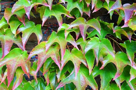 10 Popular Types of Ivy to Grow at Home - Petal Republic