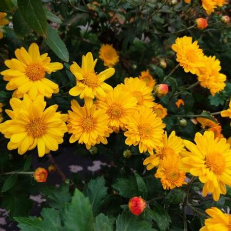 Wedelia Flower Plant Live Full Year Flowering Plant for Hanging Basket ...