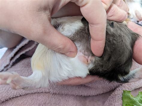 How To Tell Sex Of Guinea Pigs (step-by-step Guide) | TAFT Independent
