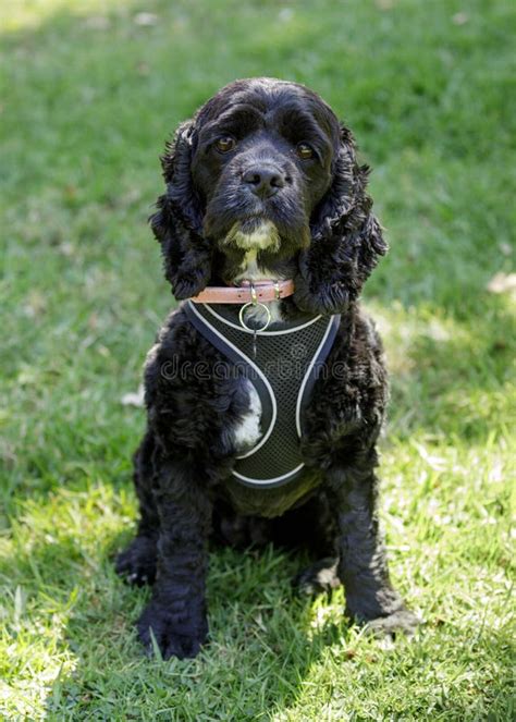 Image result for Cockapoo Cocker Spaniel and Poodle Mix