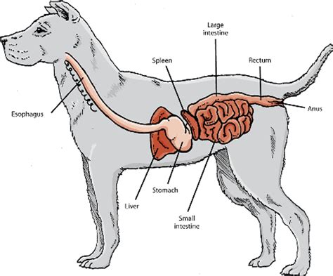 The Steps of a Dogs Digestive System 的图像结果