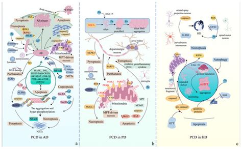 IJMS | Special Issue : Cell Apoptosis, 3rd Edition