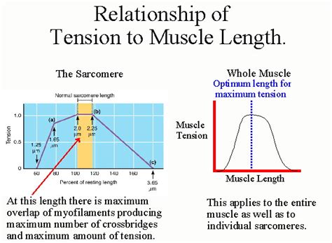 Image result for Muscle Tension Duration Graph