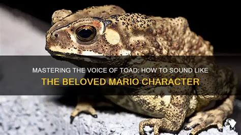 Image result for Toad Croaking Sound