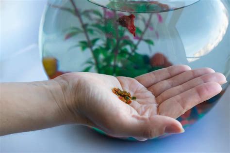 Can Fish Eat Chocolate? The Truth About Feeding Your Tank
