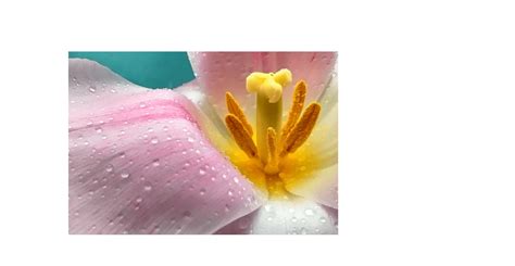 Image result for Redmi Note 12 Onyx Grey