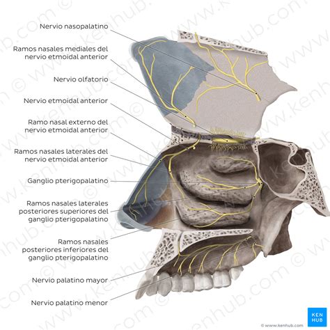 Nerves of the nasal cavity (Spanish) – Kenhub Image License Store