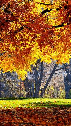 Fall Iphone Wallpaper Minimal by 25 Fall Iphone Wallpapers Fall Iphone Wallpaper Minimal