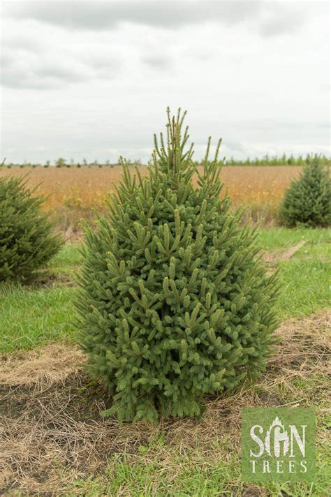 Picea glauca 'Densata' - Spring Grove Nursery