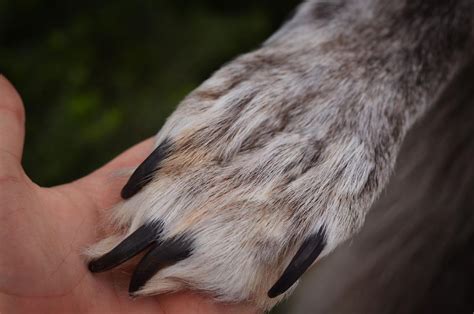 Wolf Claws 的图像结果