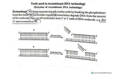 Tools (Enzymes) used in recombinant DNA technology - Exonuclease ...