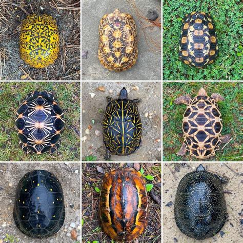 grace on Twitter: "@marwilliamson look at these natural turtle and ...
