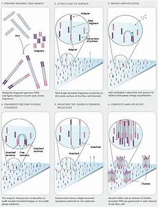 illumina ngs sequencing what s the meaning of quot bridge pcr quot in the next generation illumina ngs sequencing what s the meaning of quot bridge pcr quot in the next generation