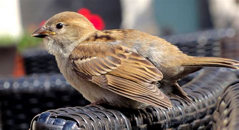 Kisah Kasih Sayang Sayyidina Umar terhadap Burung Pipit – Sirojuth Tholibin