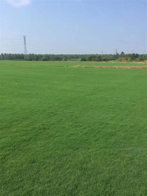 山西草坪种植基地 山西草坪价格 草坪批发 混播草 百慕大_鄢陵绿都苗木基地_园林网