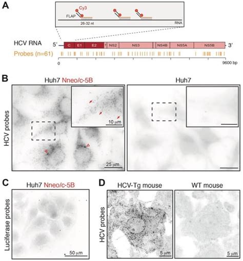 GOLT1B Activation in Hepatitis C Virus-Infected Hepatocytes Links ER ...