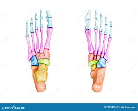 Foot Bone Diagram Labeled