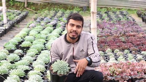 Tradescantia Zebrina Purple Wandering Jew Plant – Plant Orbit