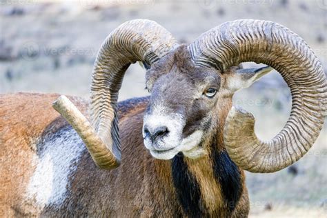 Portrait of mouflon sheep with horns 11003766 Stock Photo at Vecteezy
