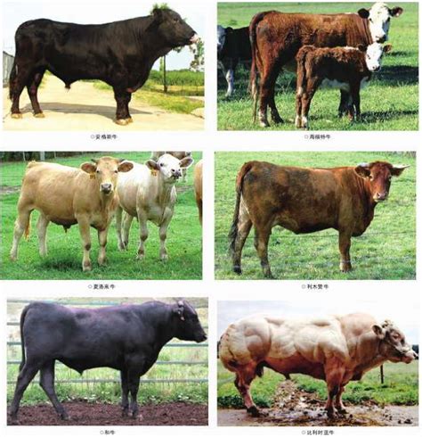 肉牛品种：国外引进的肉牛品种有哪些?我国引进的主要肉牛品种简介 - 江西养牛人博客