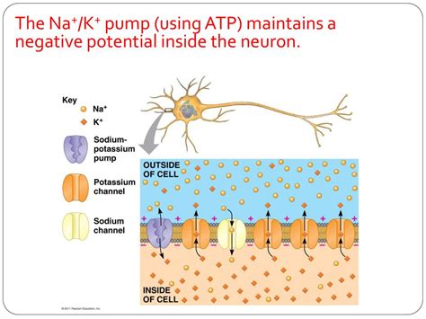 Potential Negative 的图像结果