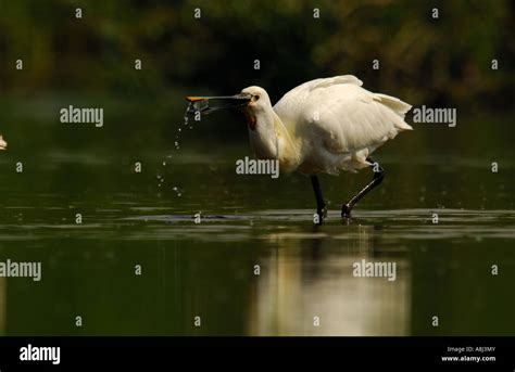 Image result for Bird Exploding Drinking Elcsta Water
