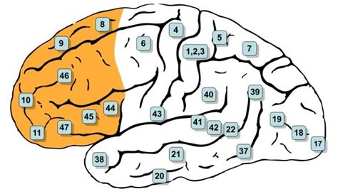 Image result for Different Types of Prefrontal Cortex