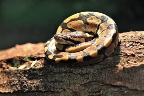 Cute Ball Python 的图像结果