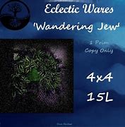 Image result for Wandering Jew Baby Bunny Bellies