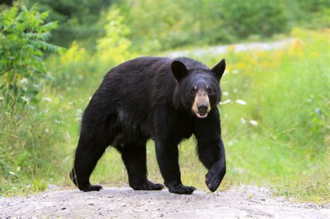 What to Do If You See a Bear—Staying Safe Around Bears | Trusted Since 1922