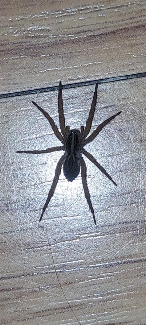 Black Wolf Spider Nj