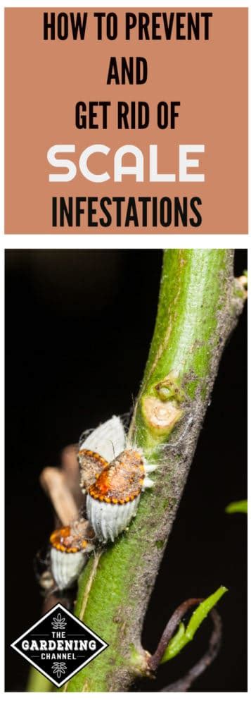 Image result for Scale Insect Control