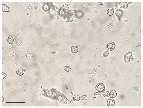 Re-Evaluation of the Cross-Reactions of the Antibody against the ...