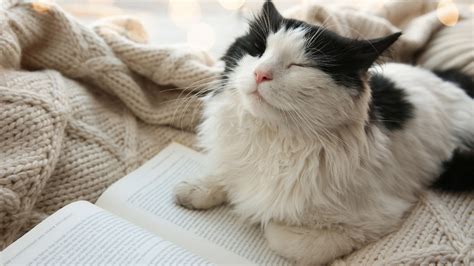 Why do cats purr?