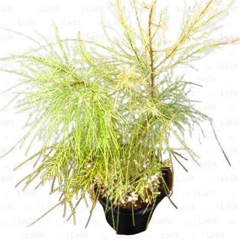 Variegated Casuarina (Variegated Beefwood) - Plant – Lalit Enterprise