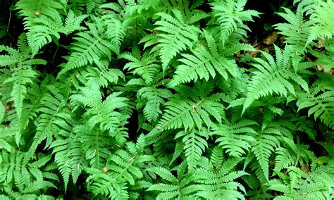 Image result for Pteridophytes Reproduction