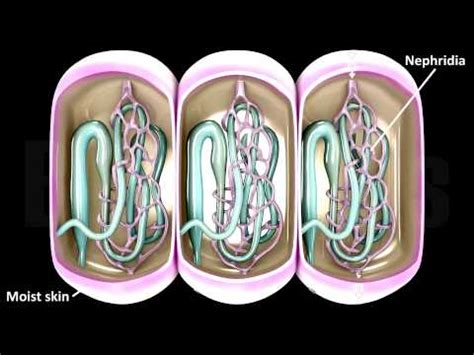 Excretion in Animals Video Lecture - Science and Technology for State ...