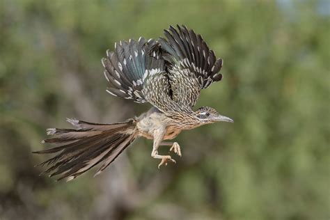 A roadrunner in your neighborhood? It's a growing possibility ...