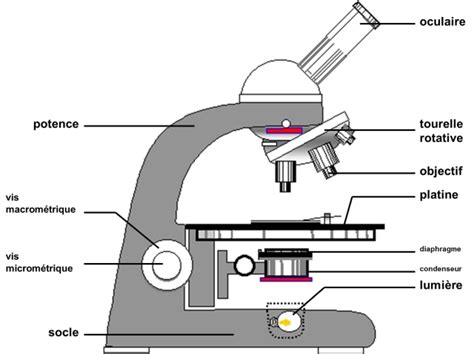 Image result for Microscope Schema Optique