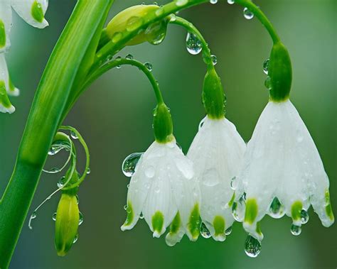 Spring Rain Desktop 的图像结果