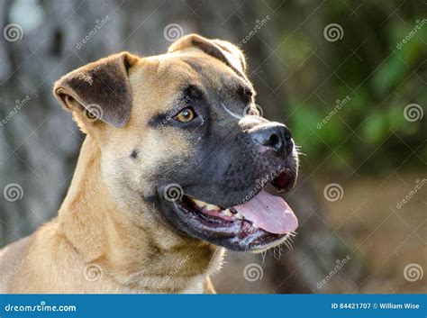 Boxer Mastiff Mix