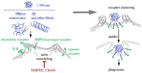 Intracellular Transport of Monomeric Peptides, (Poly)Peptide-Based ...